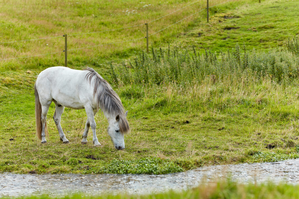 Horse by a stream drinking water