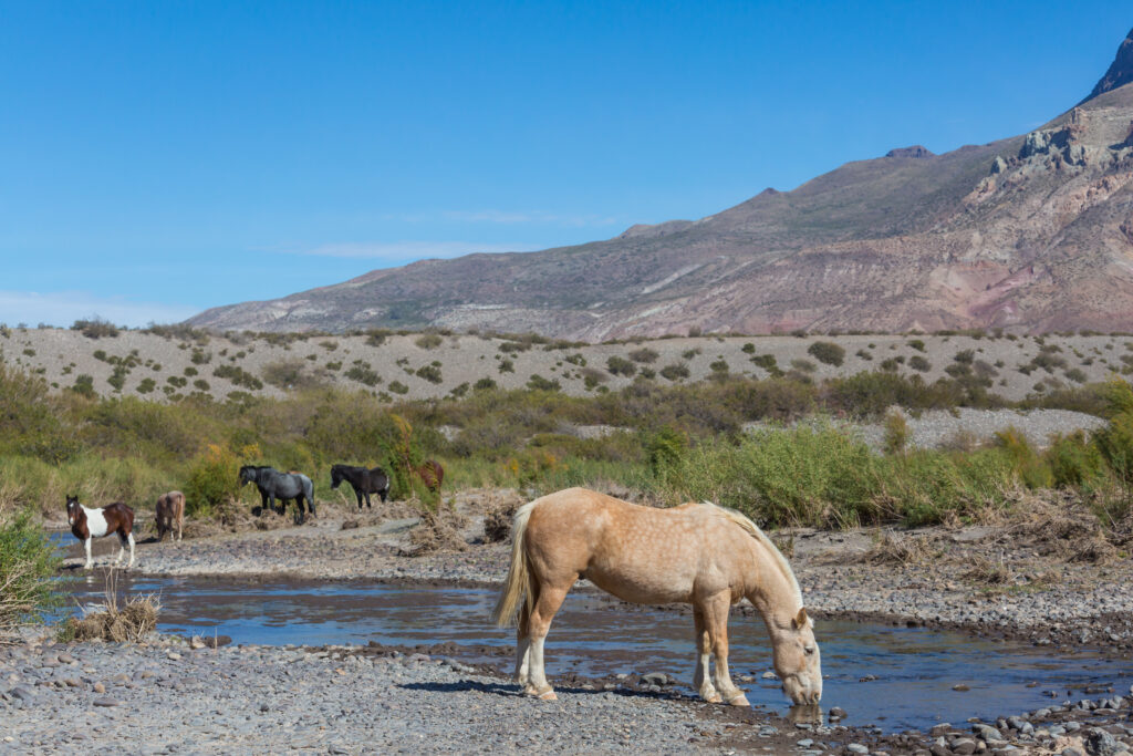 Horse drinking by a desert stream