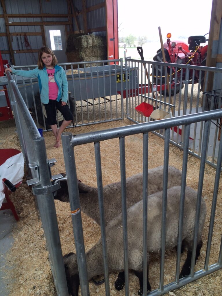 Sheep contained in portable fencing.